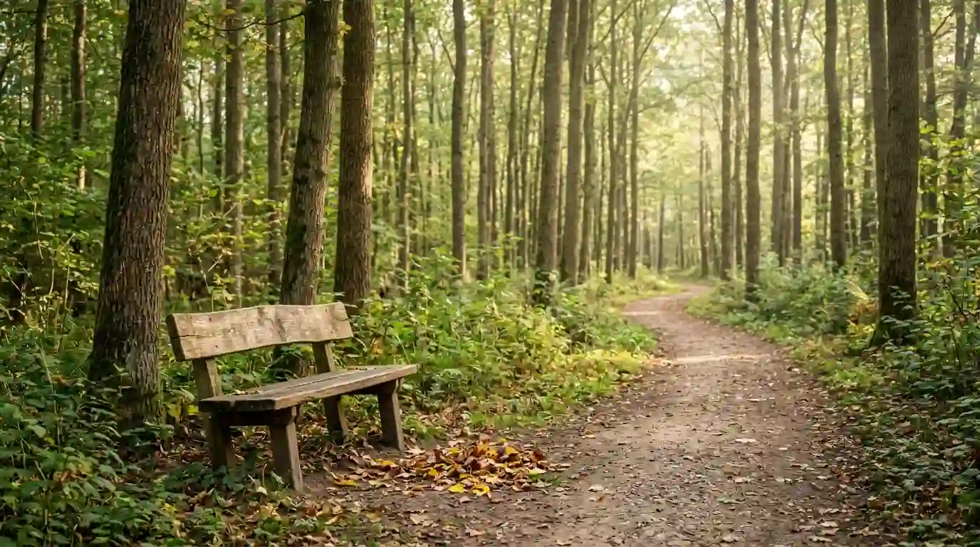 Ruhiger Waldweg mit hölzerner Sitzbank und kleinen Farbflächen am Wegrand